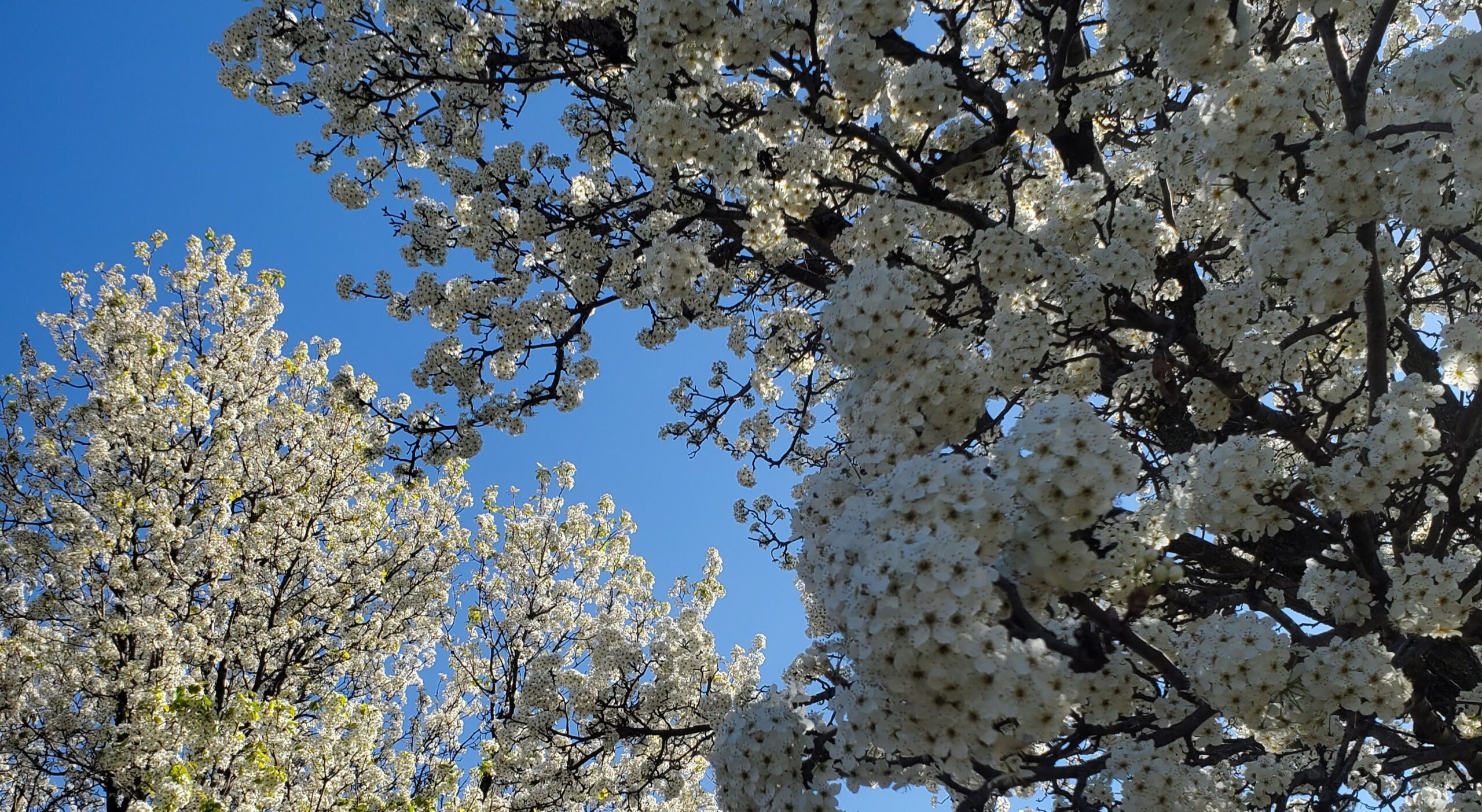 A tree with white flowers in the middle of it.